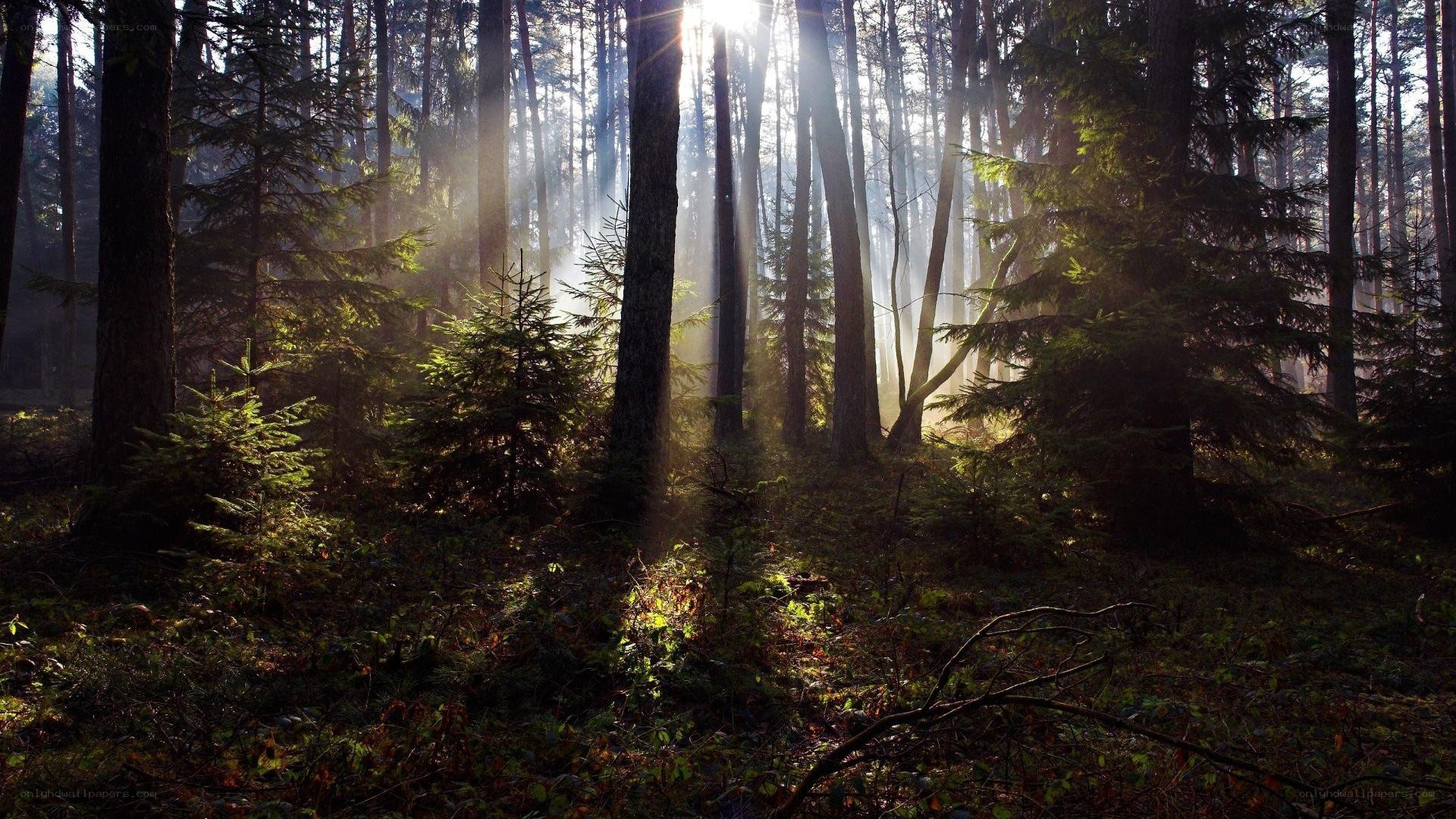Sunlight through forest trees