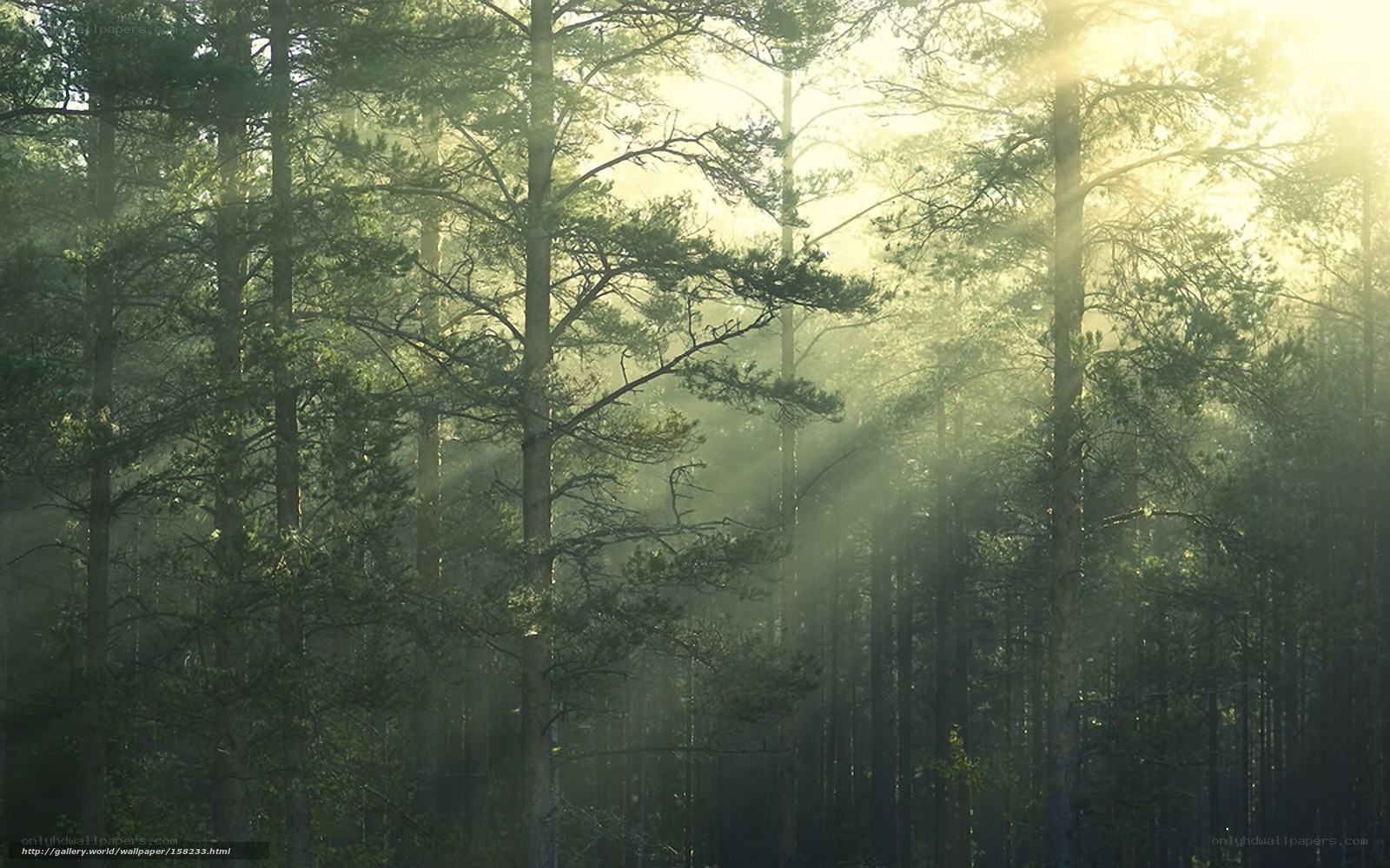 Sunlight through forest trees