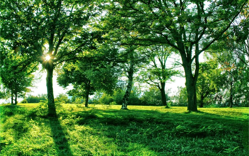 Sunlight through forest trees