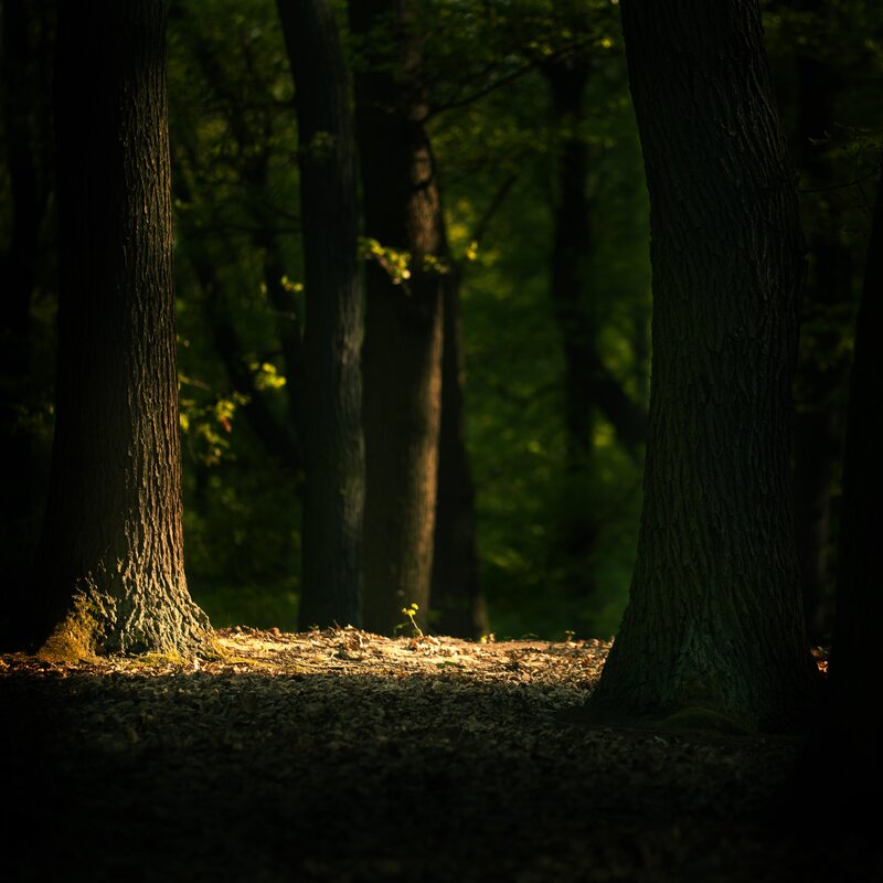 Sunlight through forest trees