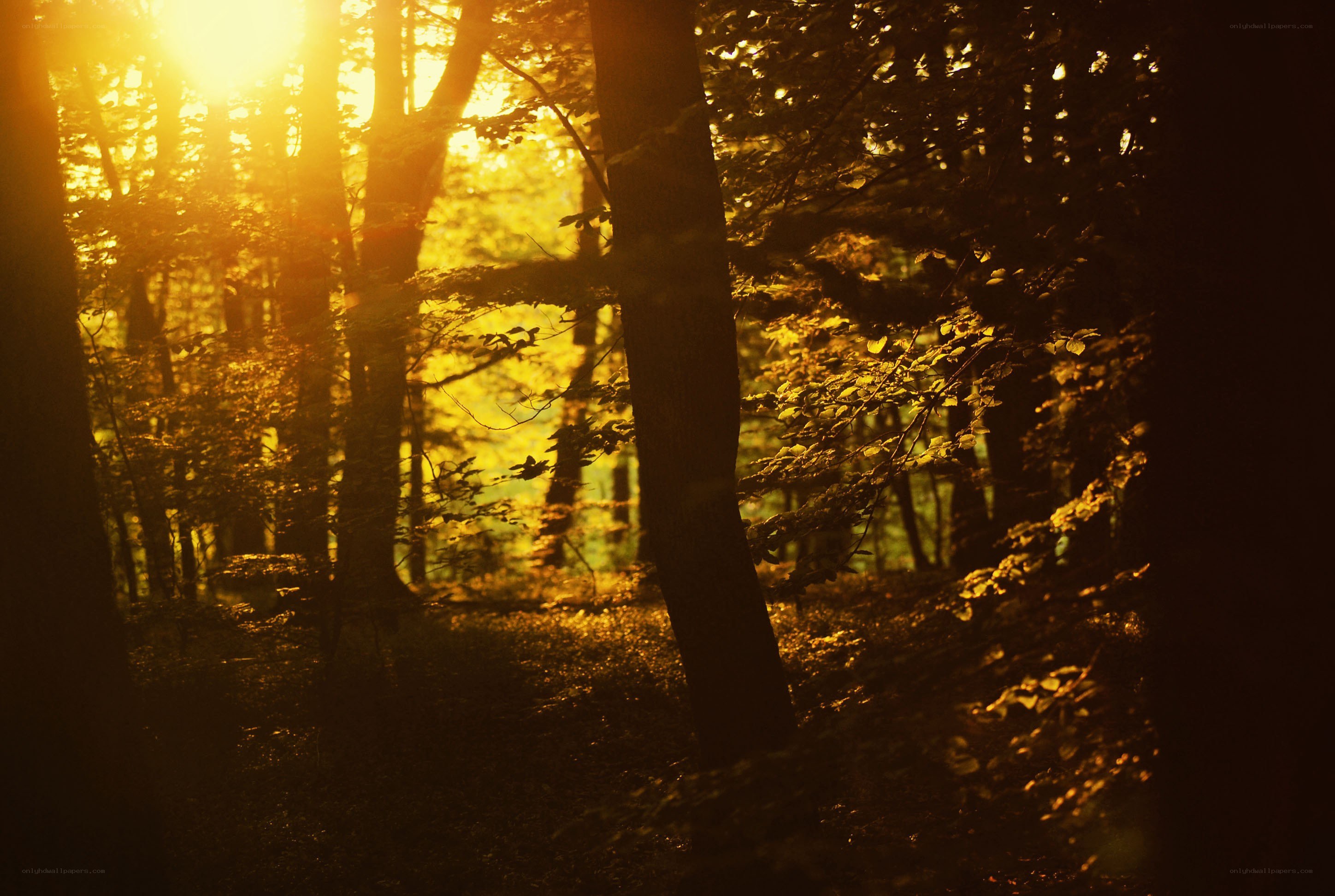 Sunlight through forest trees