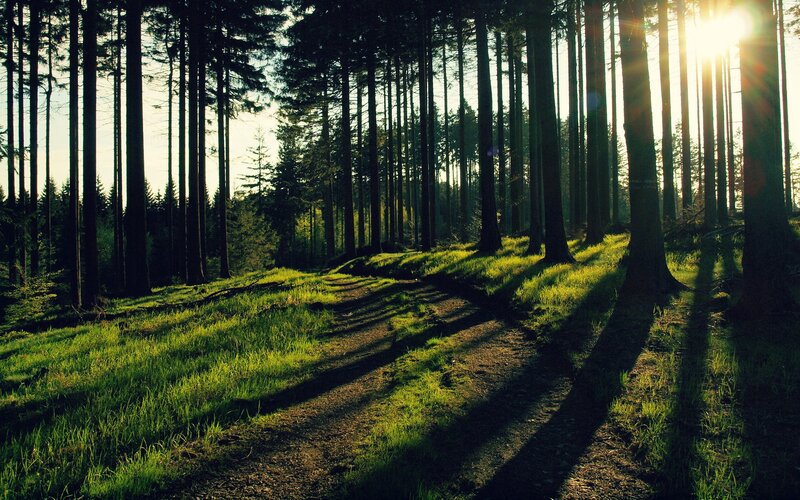 Sunlight through forest trees