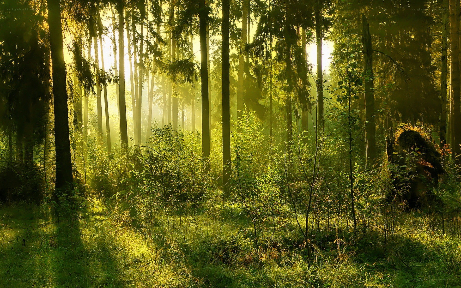 Sunlight through forest trees