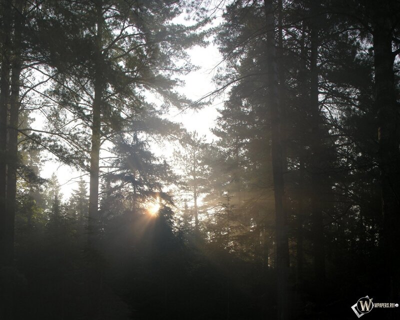Sunlight through forest trees