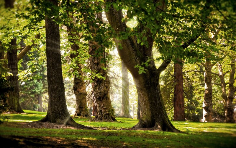 Sunlight through forest trees