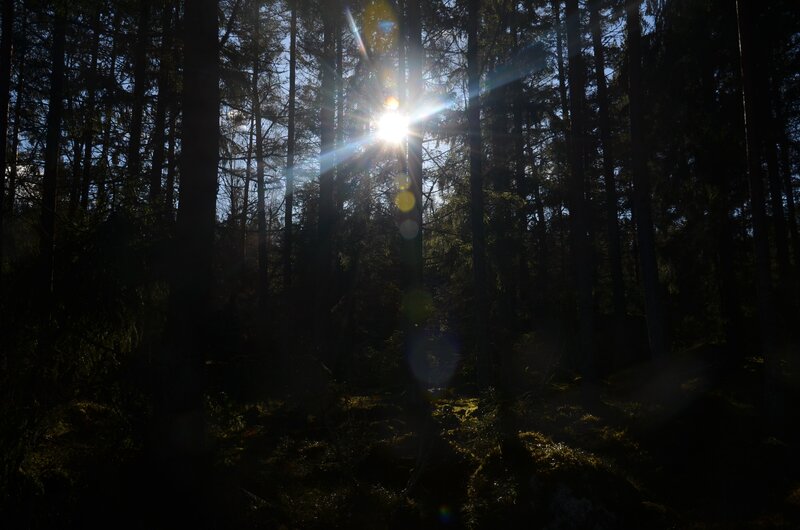 Sunlight through forest trees