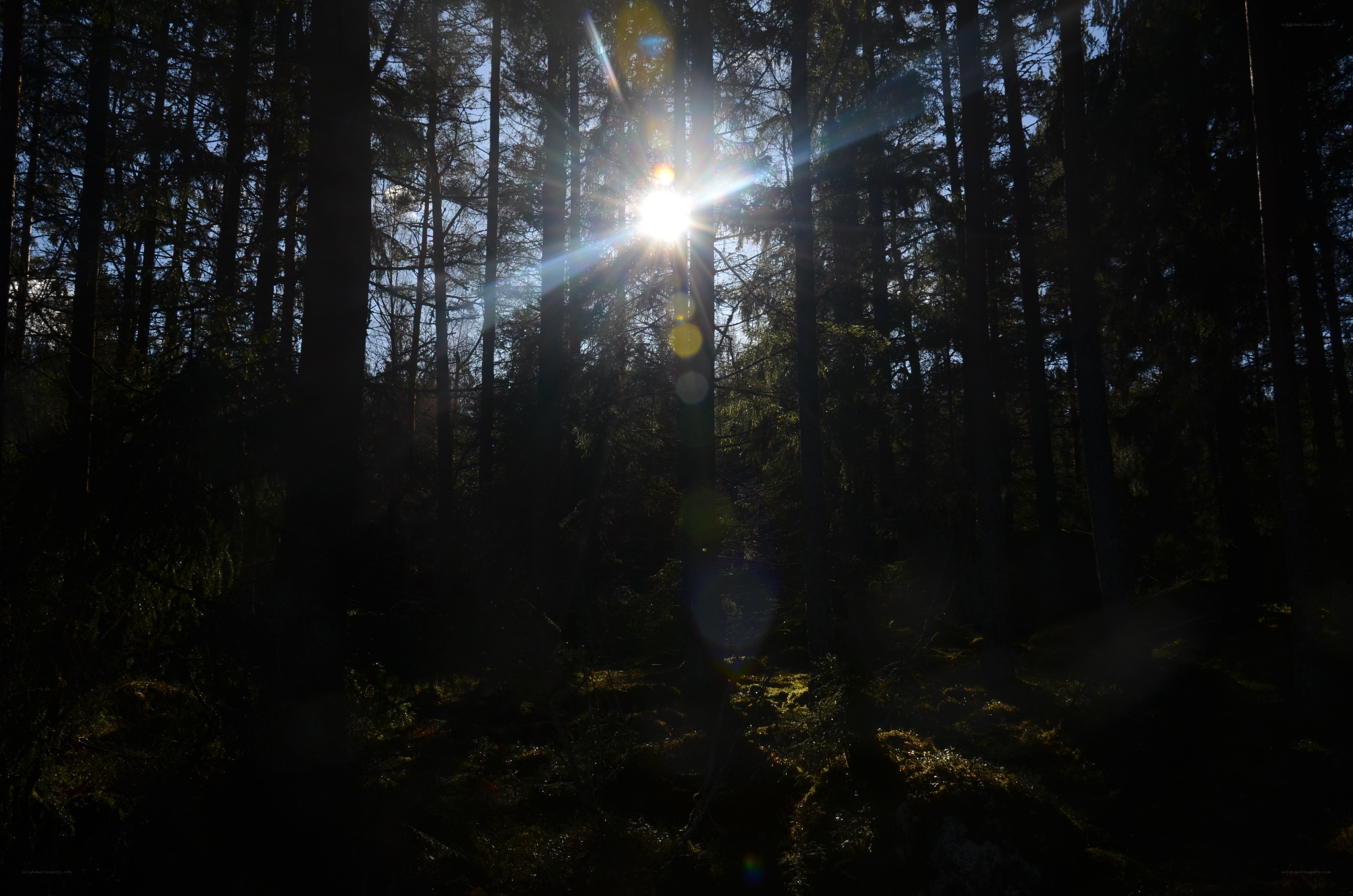Sunlight through forest trees