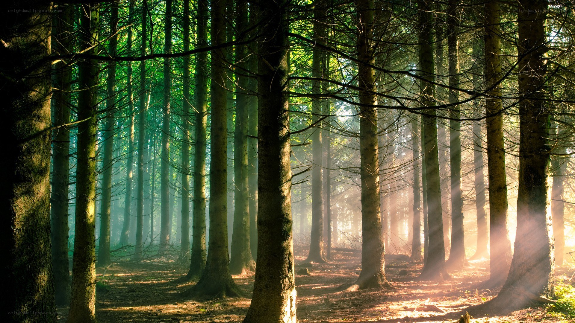 Sunlight through forest trees