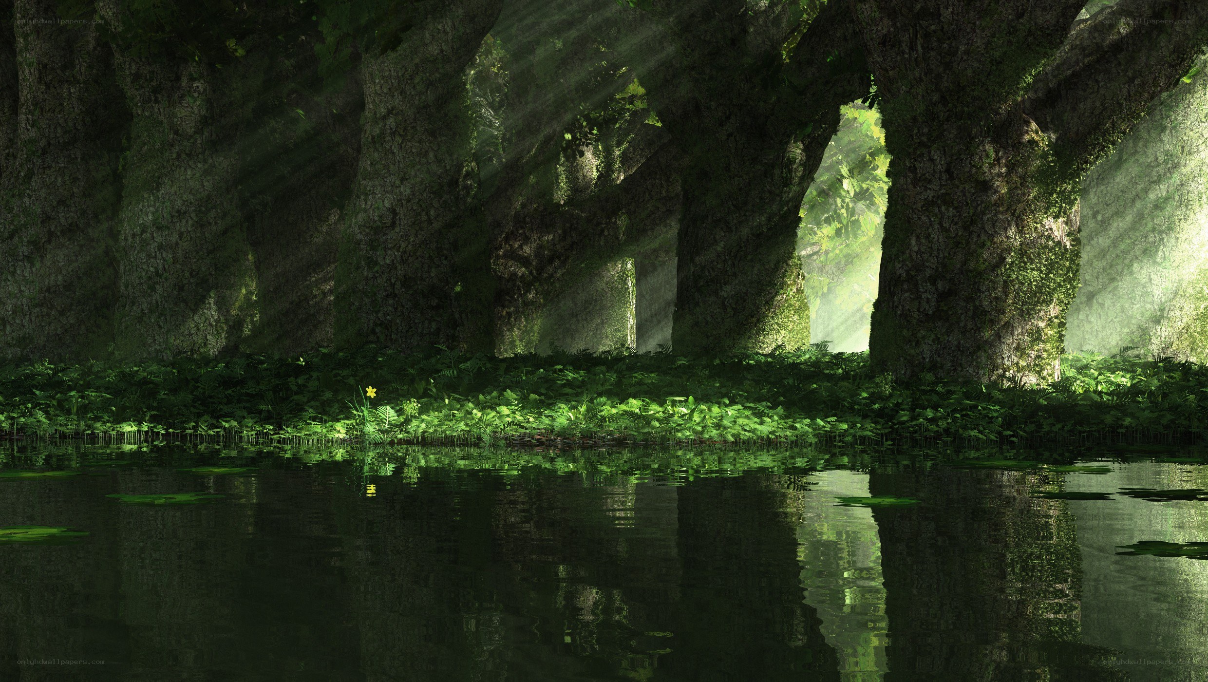 Sunlight through forest trees