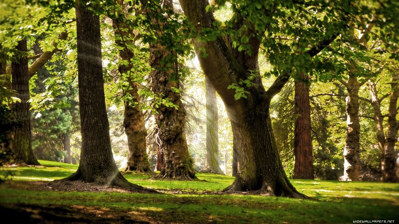 Sunlight through forest trees