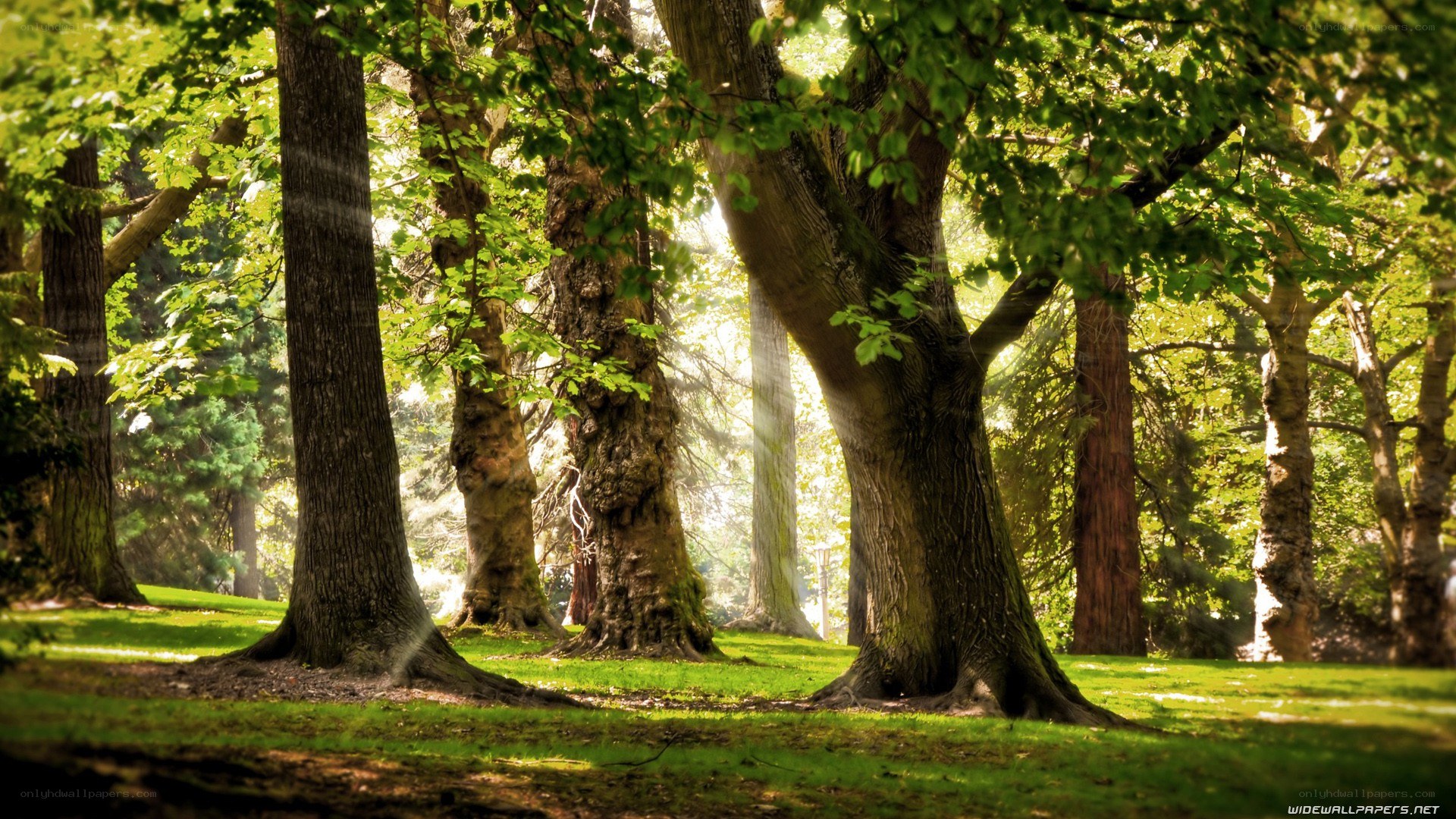 Sunlight through forest trees