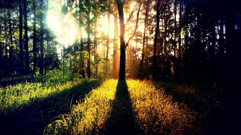 Sunlight through forest trees