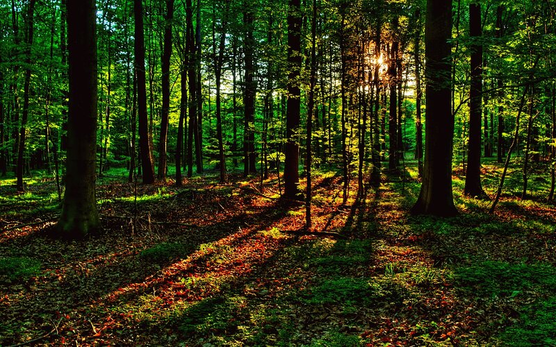 Sunlight through forest trees