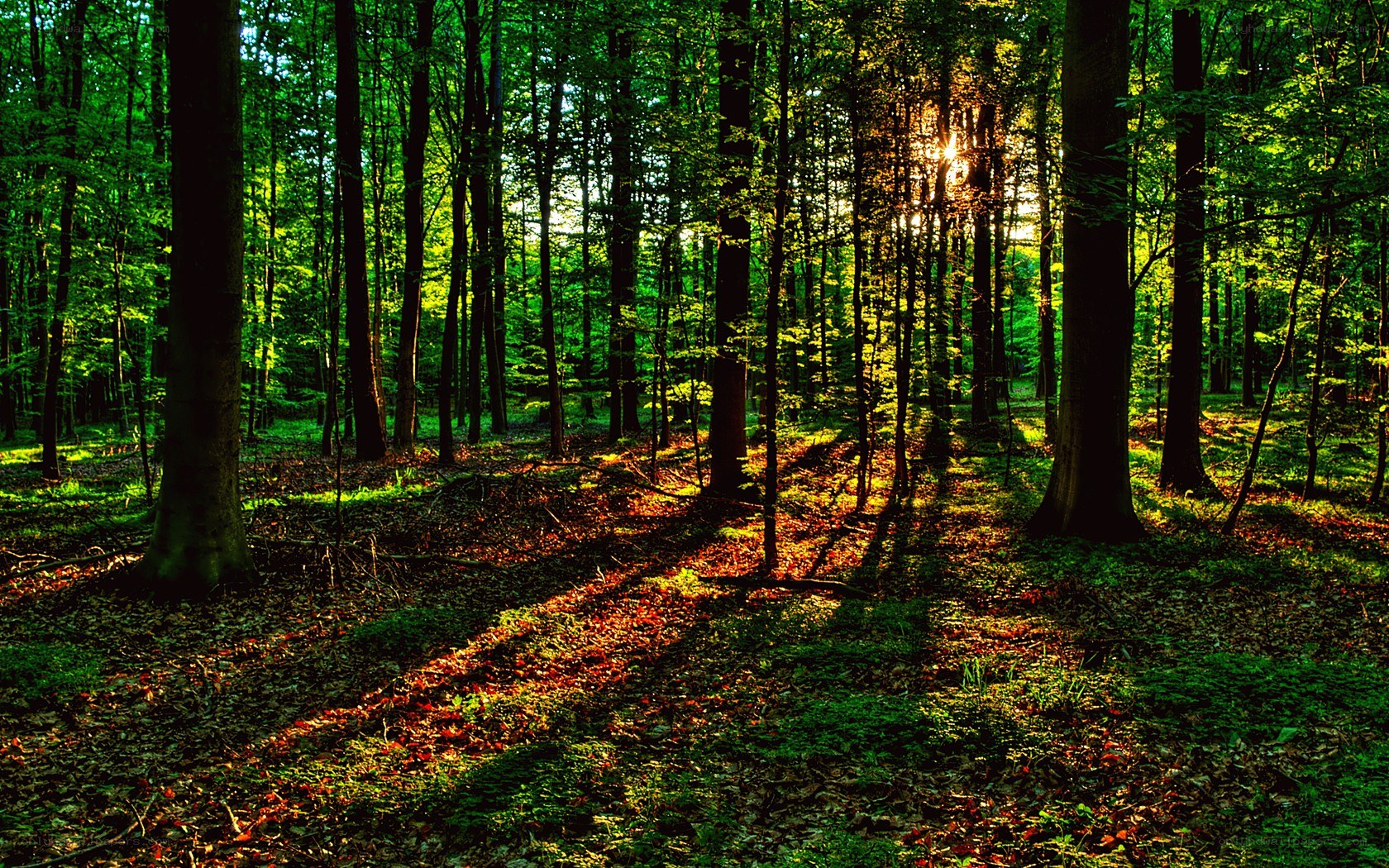 Sunlight through forest trees