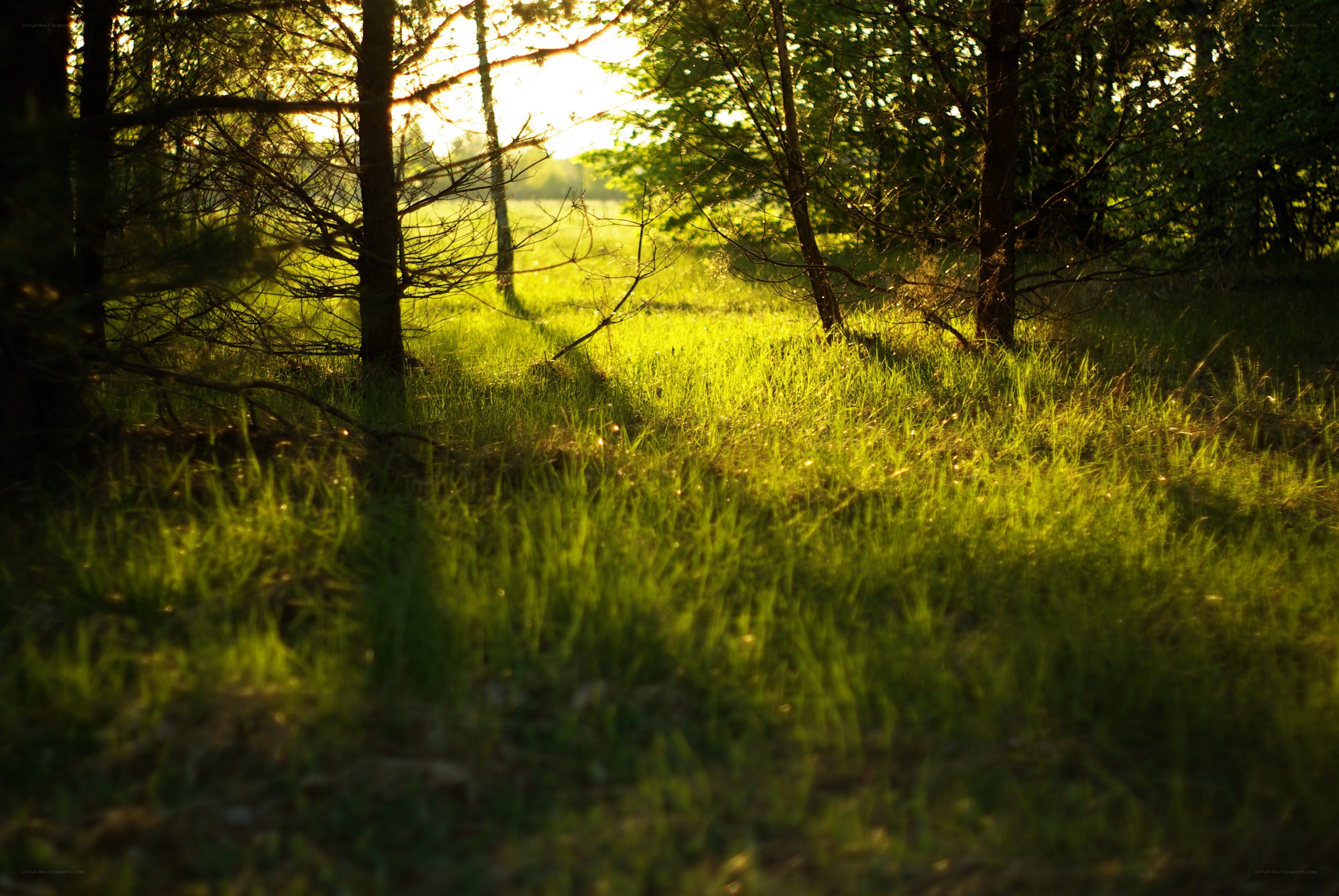 Sunlight through forest trees