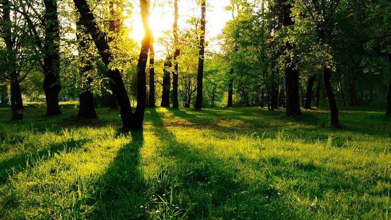 Sunlight through forest trees