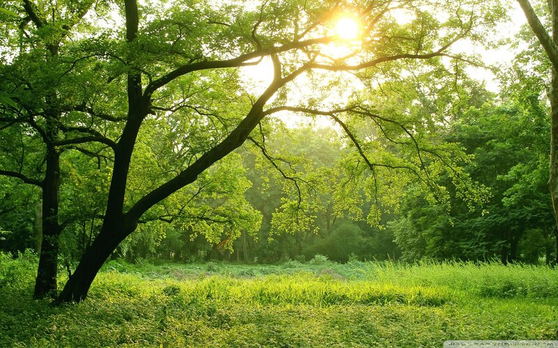 Sunlight through forest trees