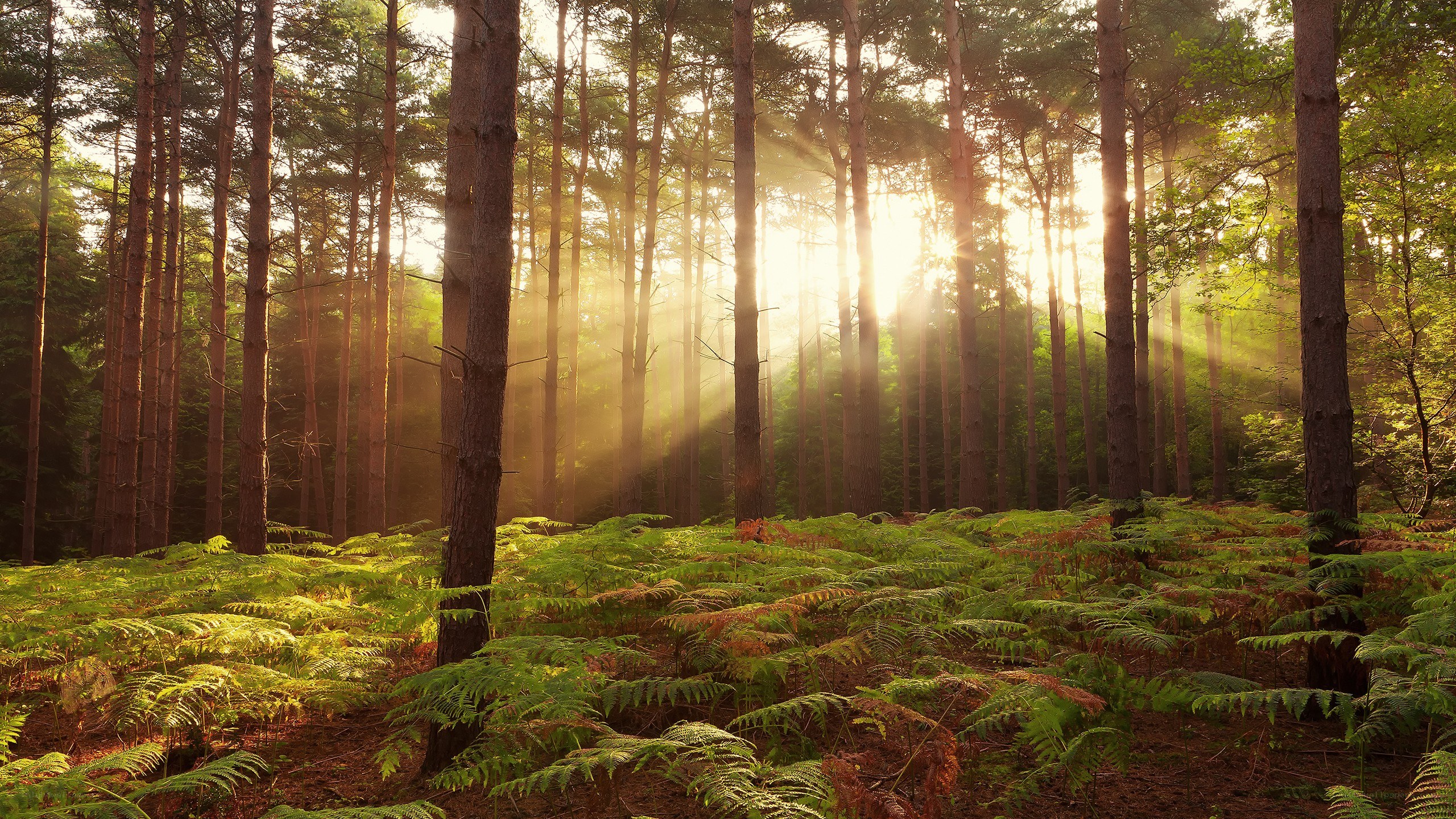Sunlight through forest trees