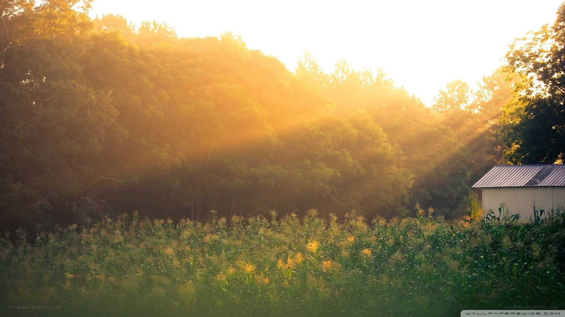 Sunlight through forest trees