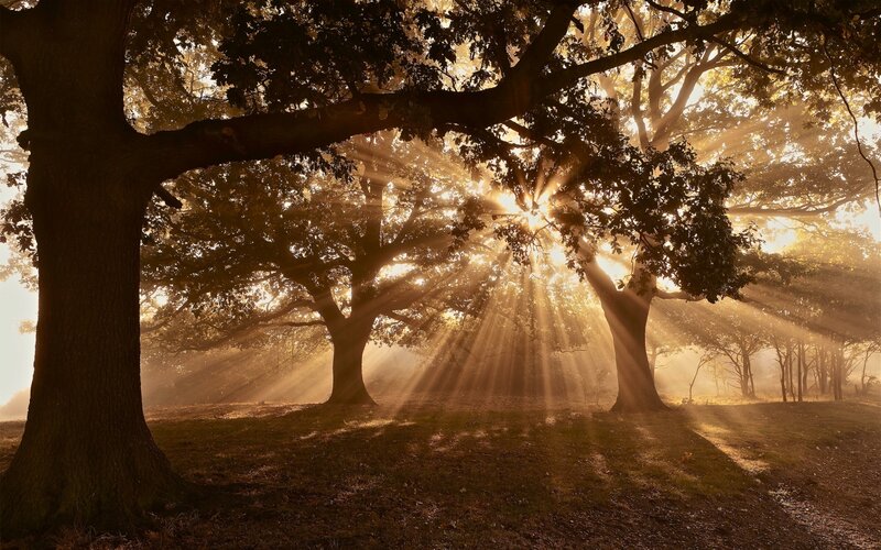 Sunlight through forest trees
