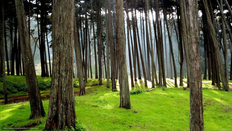 Sunlight through forest trees