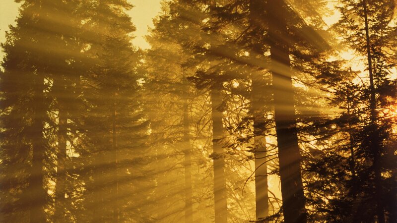 Sunlight through forest trees