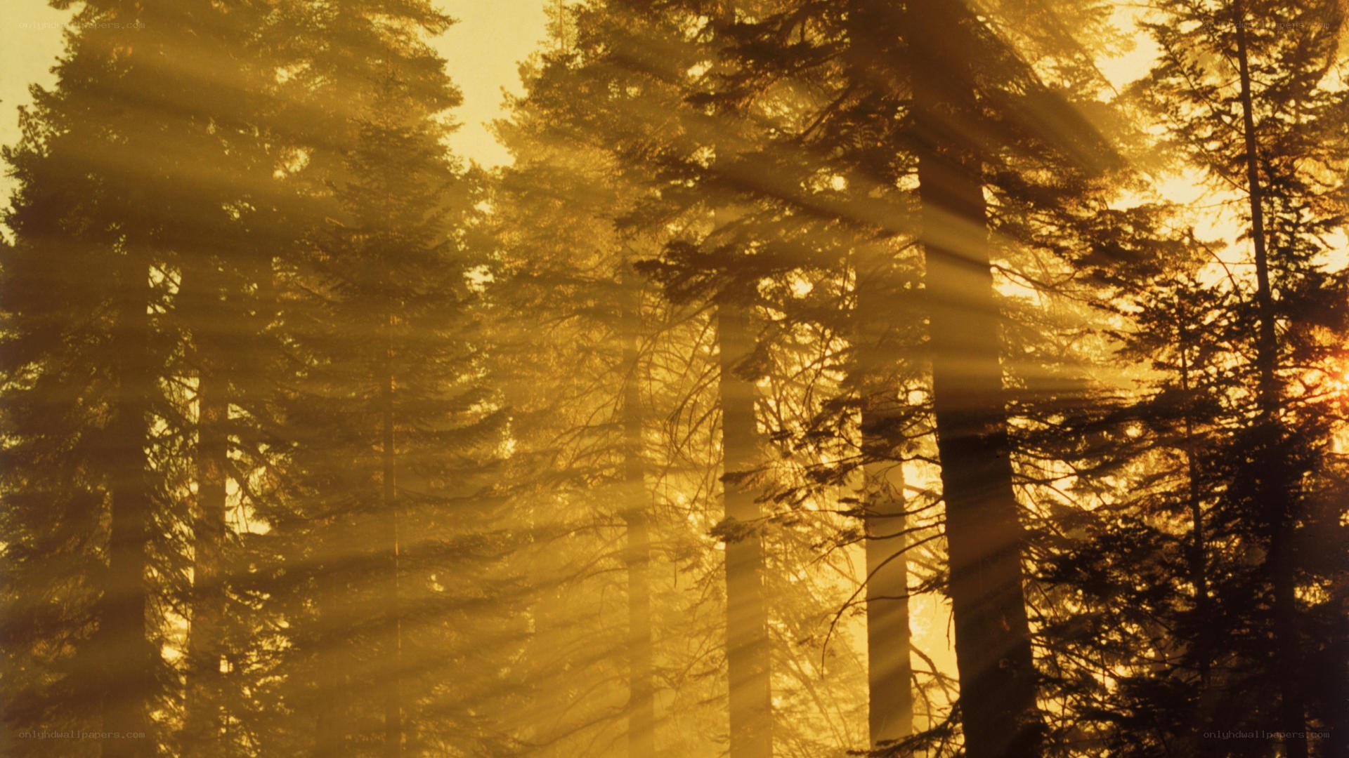 Sunlight through forest trees
