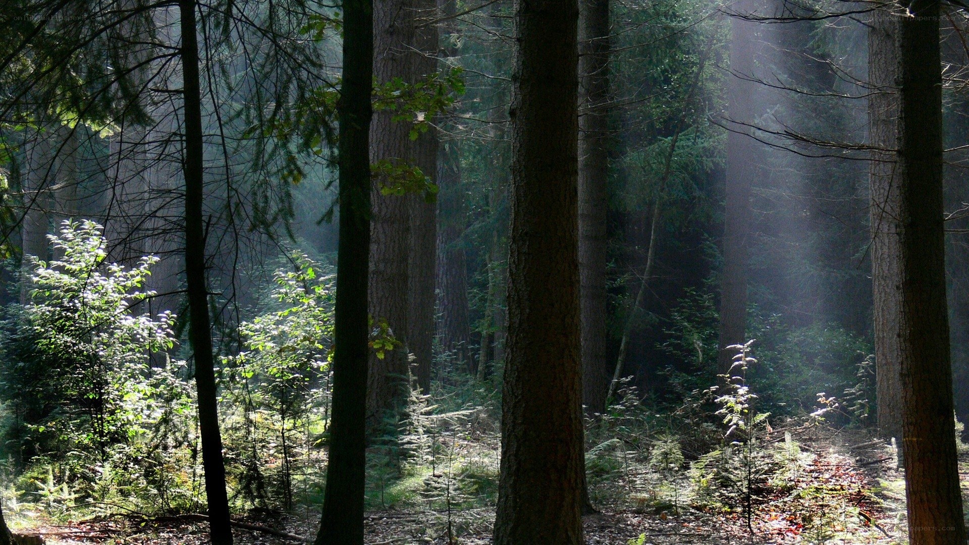 Sunlight through forest trees