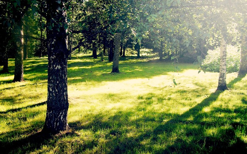 Sunlight through forest trees
