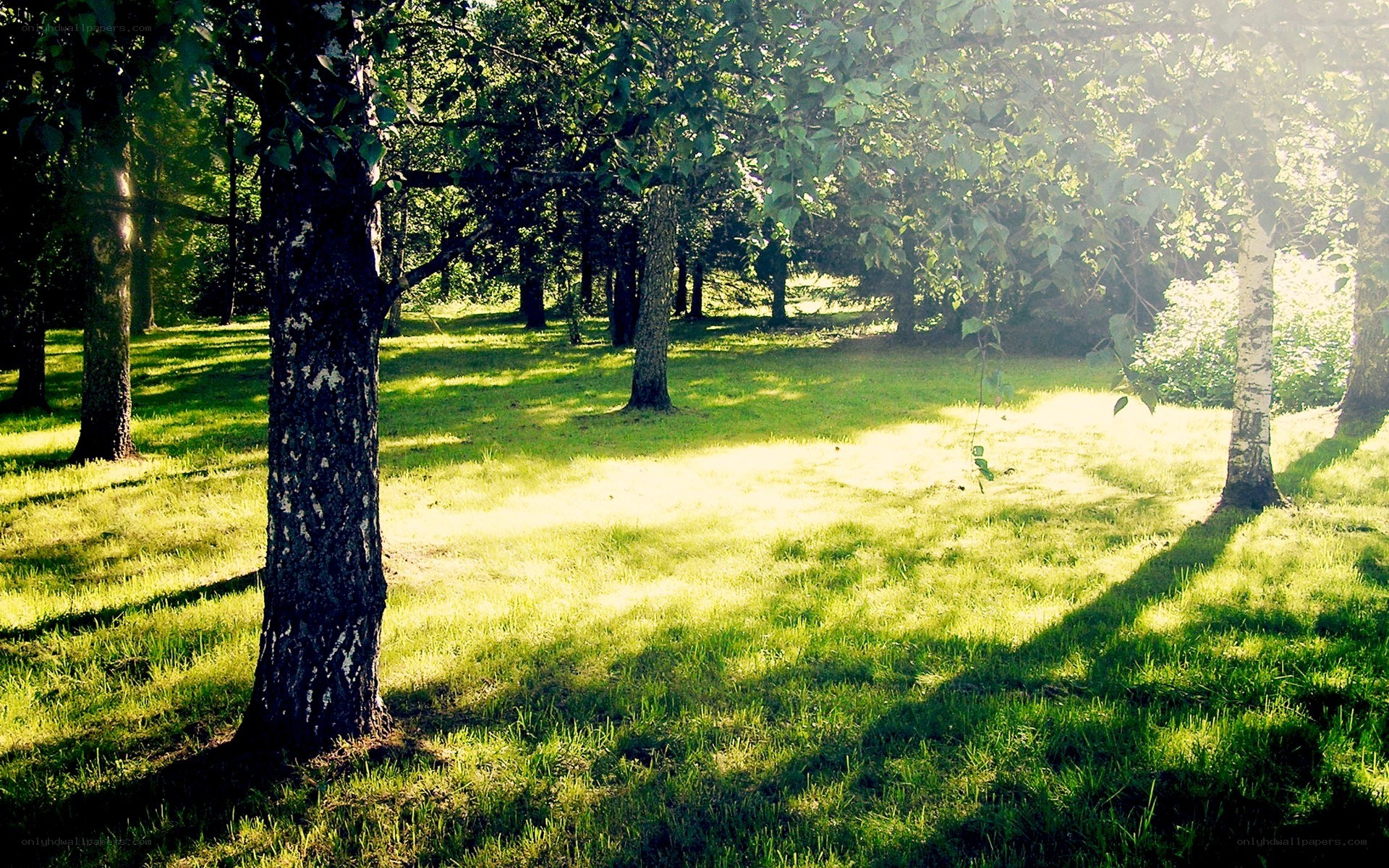 Sunlight through forest trees