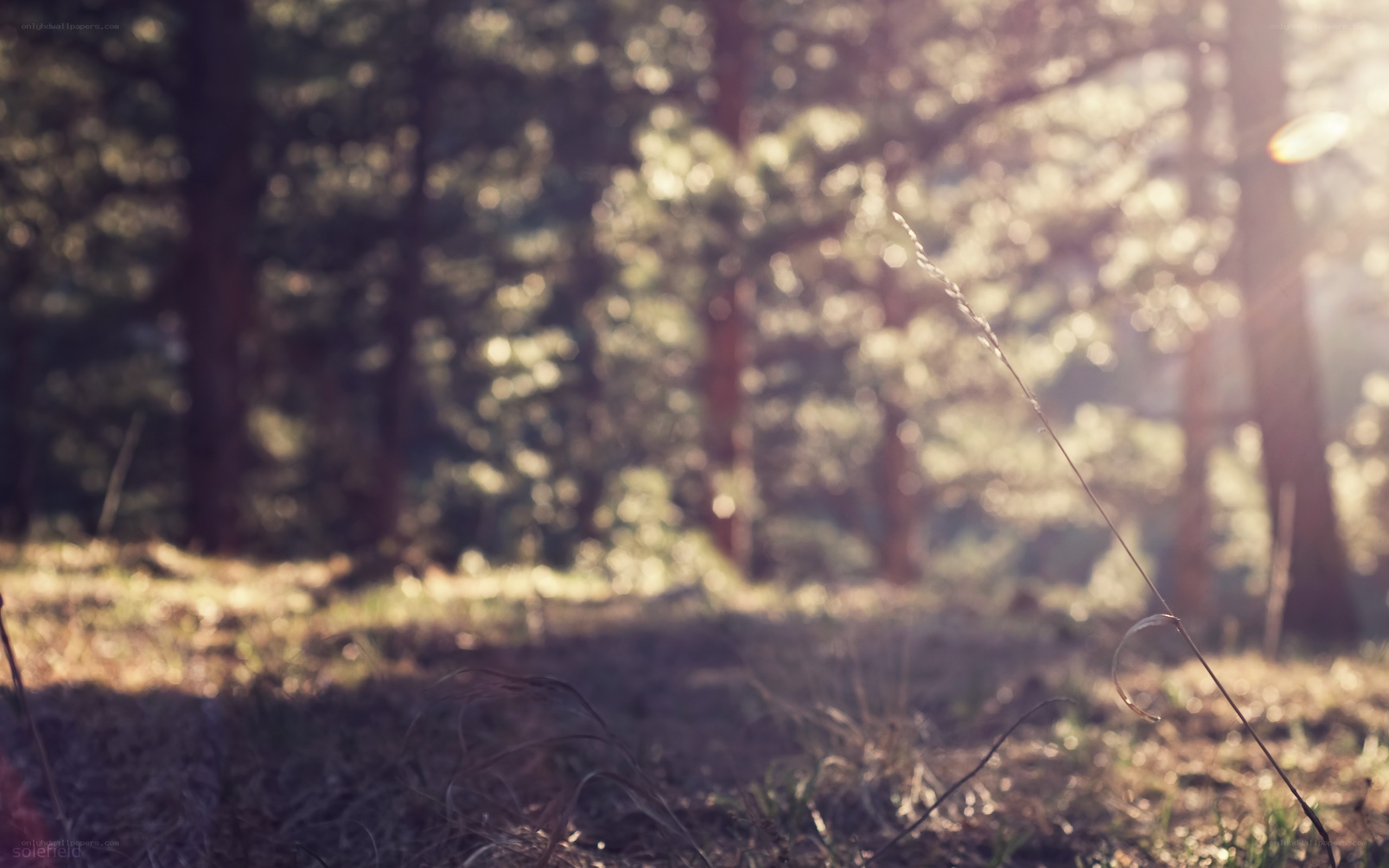 Sunlight through forest trees