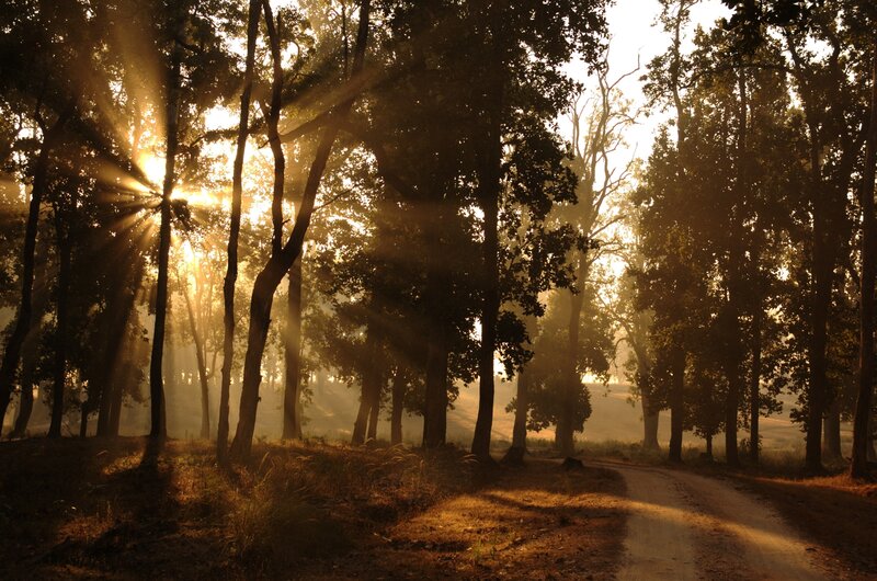 Sunlight through forest trees