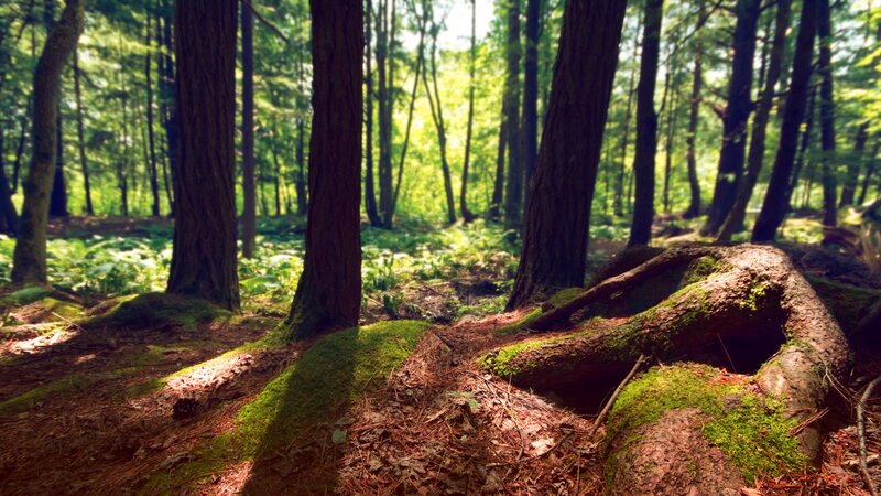 Sunlight through forest trees