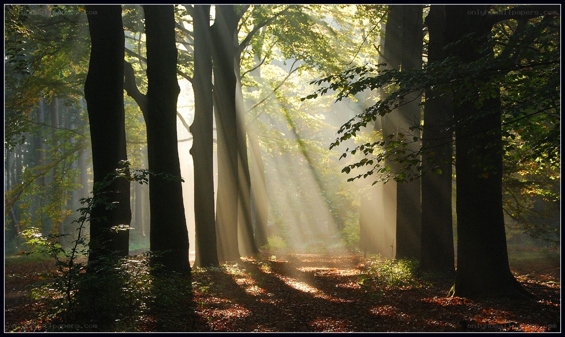 Sunlight through forest trees