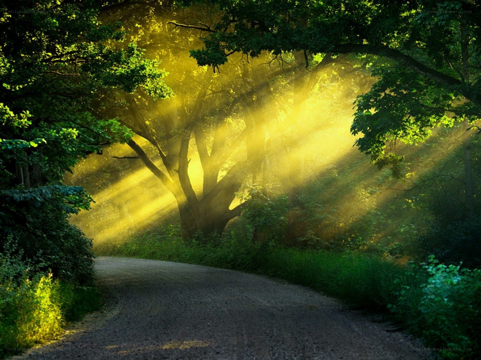 Sunlight through forest trees