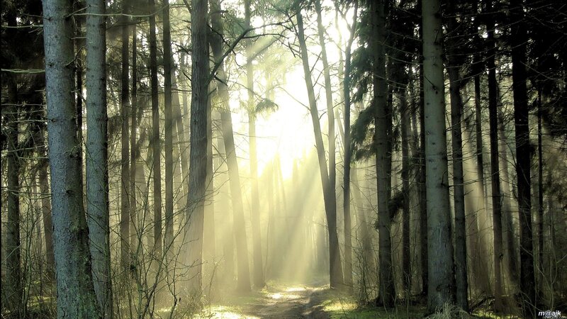 Sunlight through forest trees