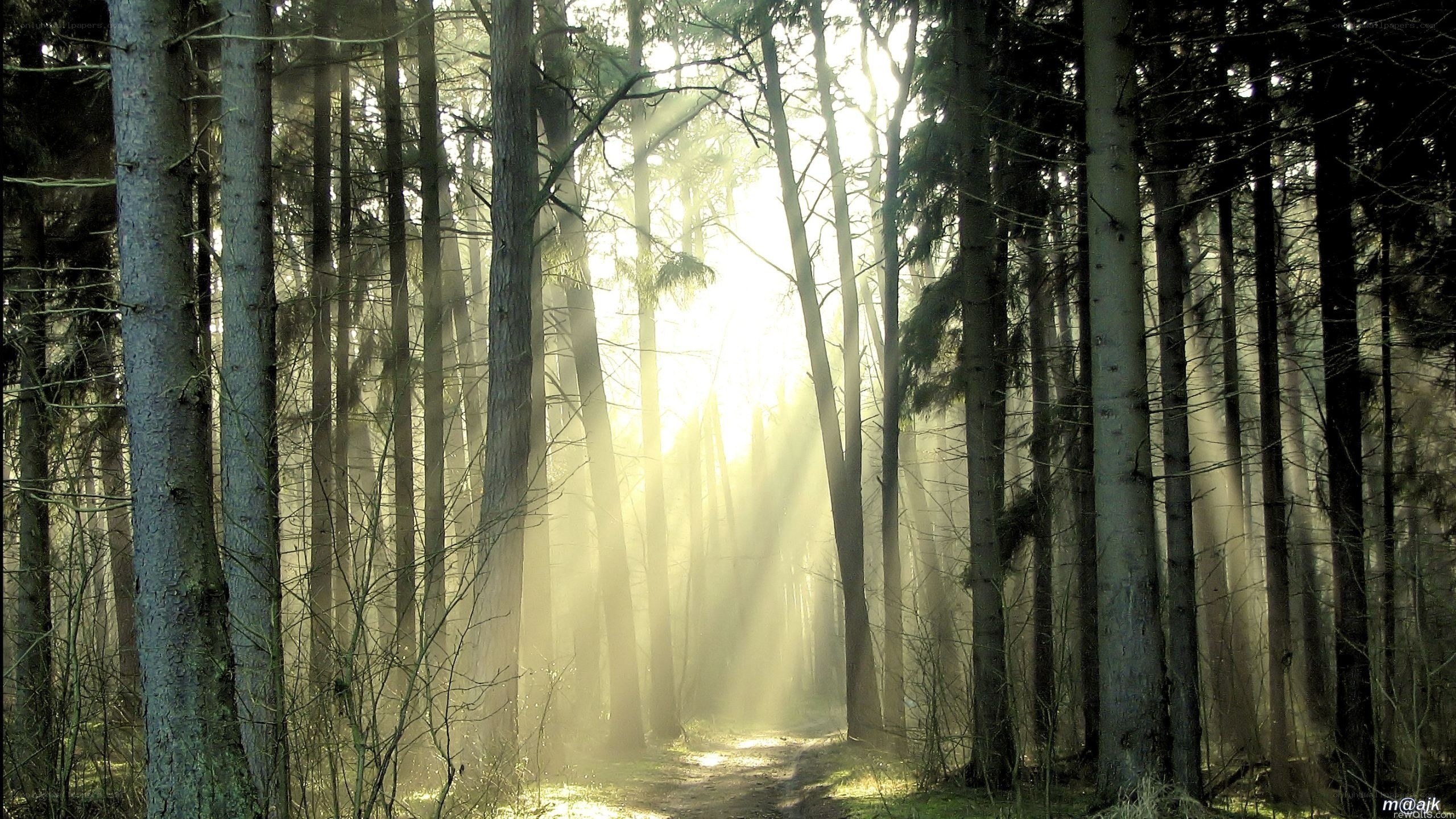 Sunlight through forest trees