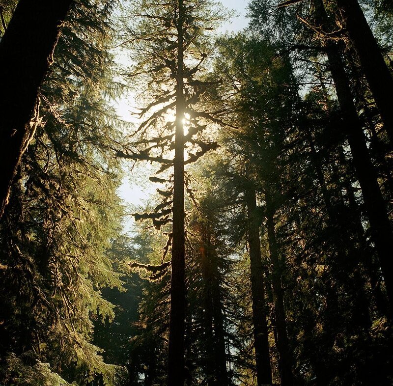 Sunlight through forest trees