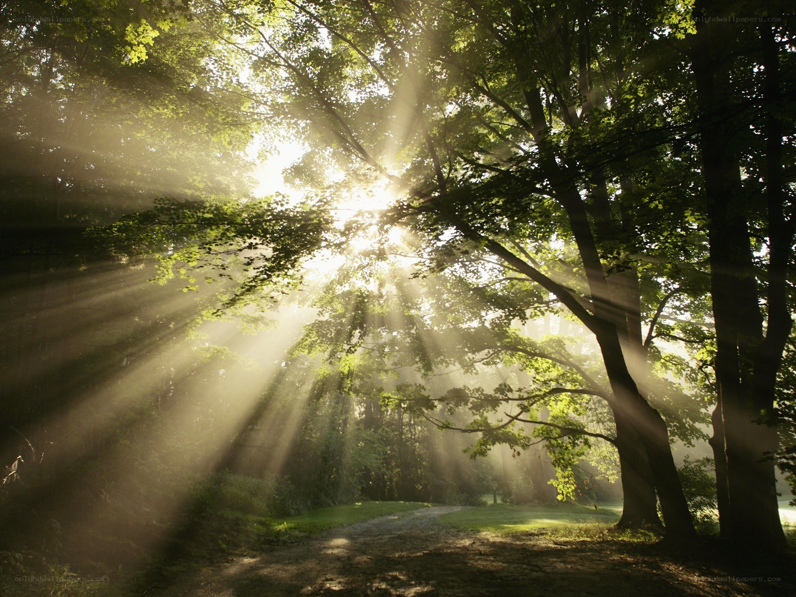 Sunlight through forest trees