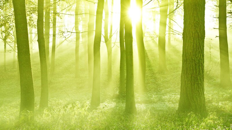 Sunlight through forest trees