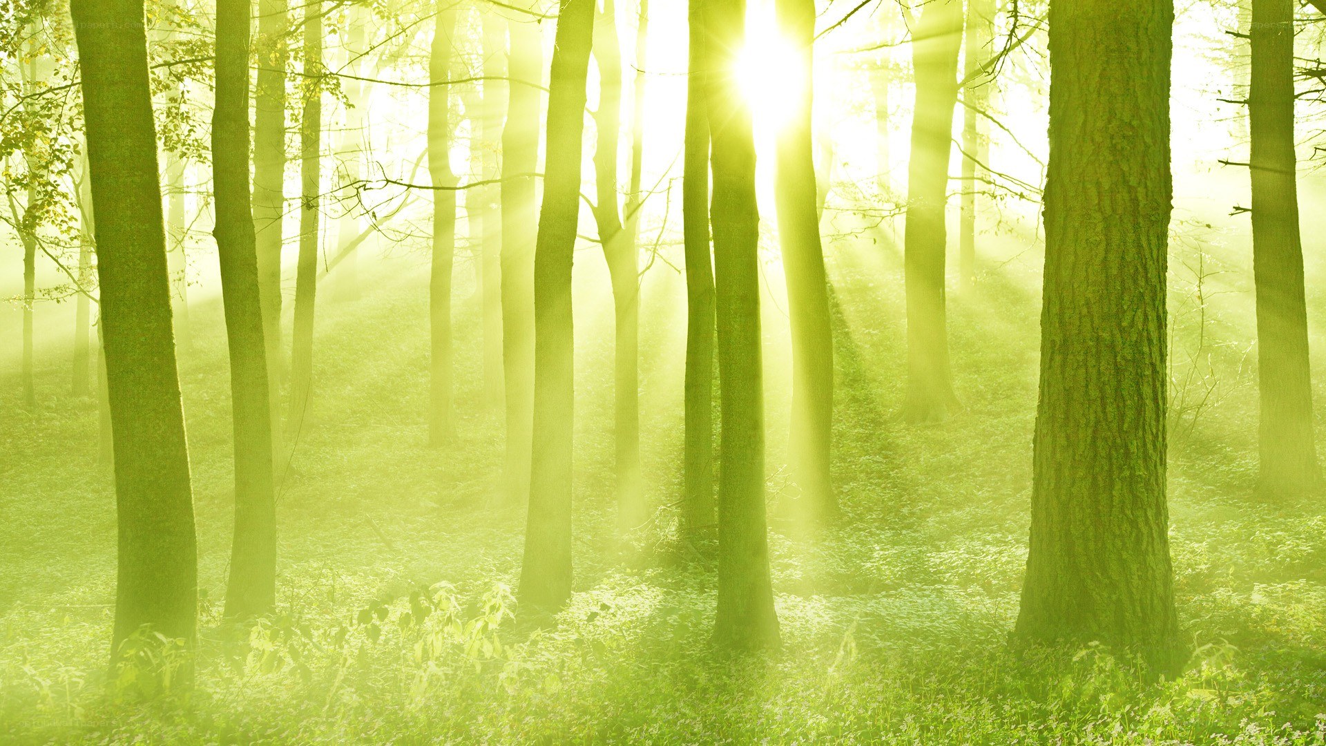 Sunlight through forest trees