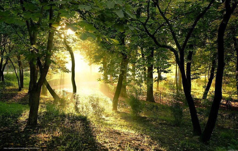 Sunlight through forest trees