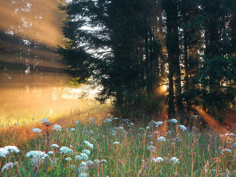 Sunlight through forest trees