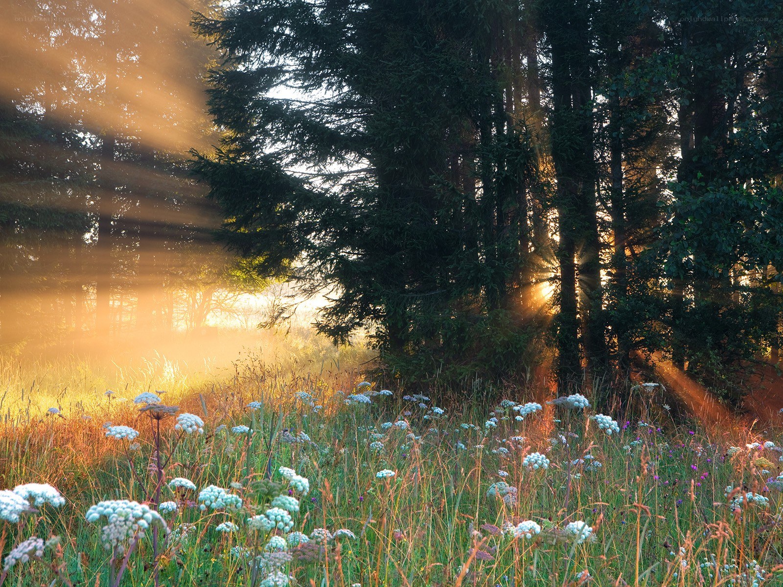 Sunlight through forest trees