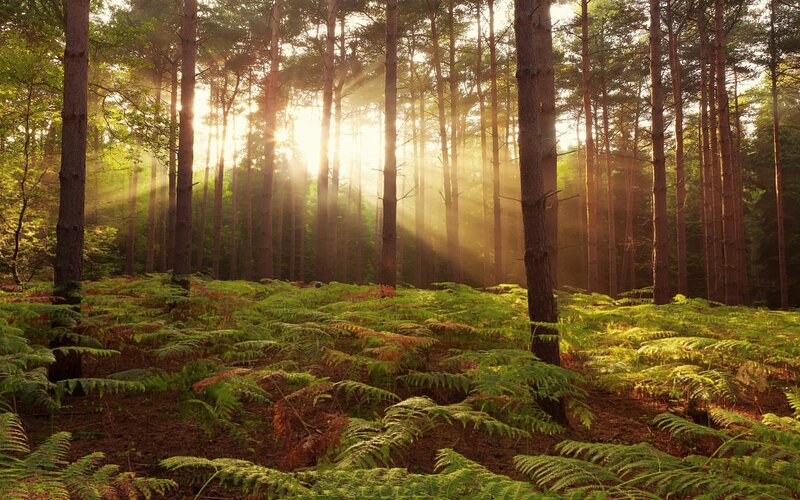 Sunlight through forest trees