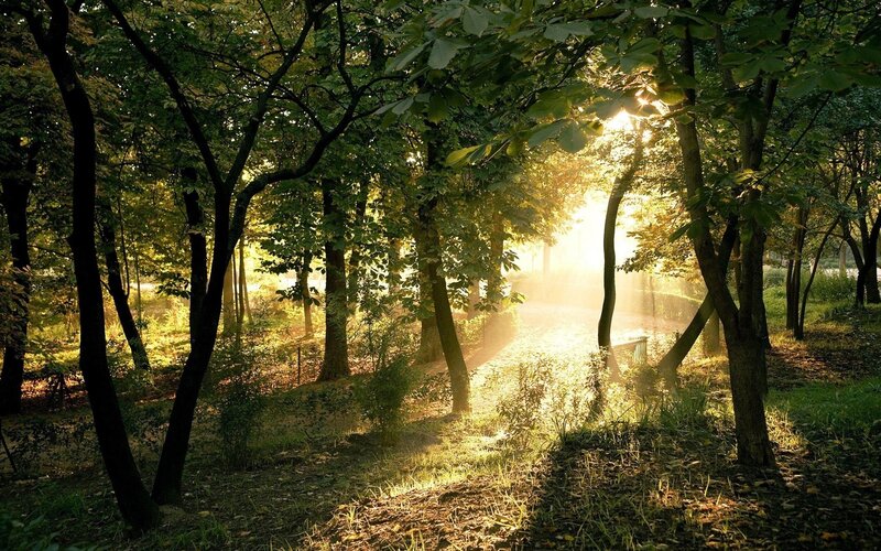 Sunlight through forest trees