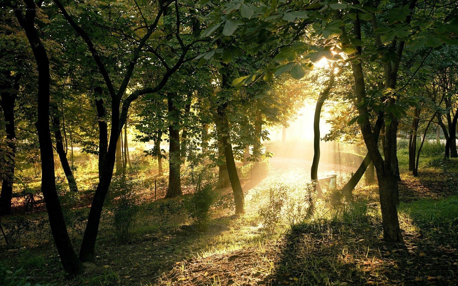 Sunlight through forest trees