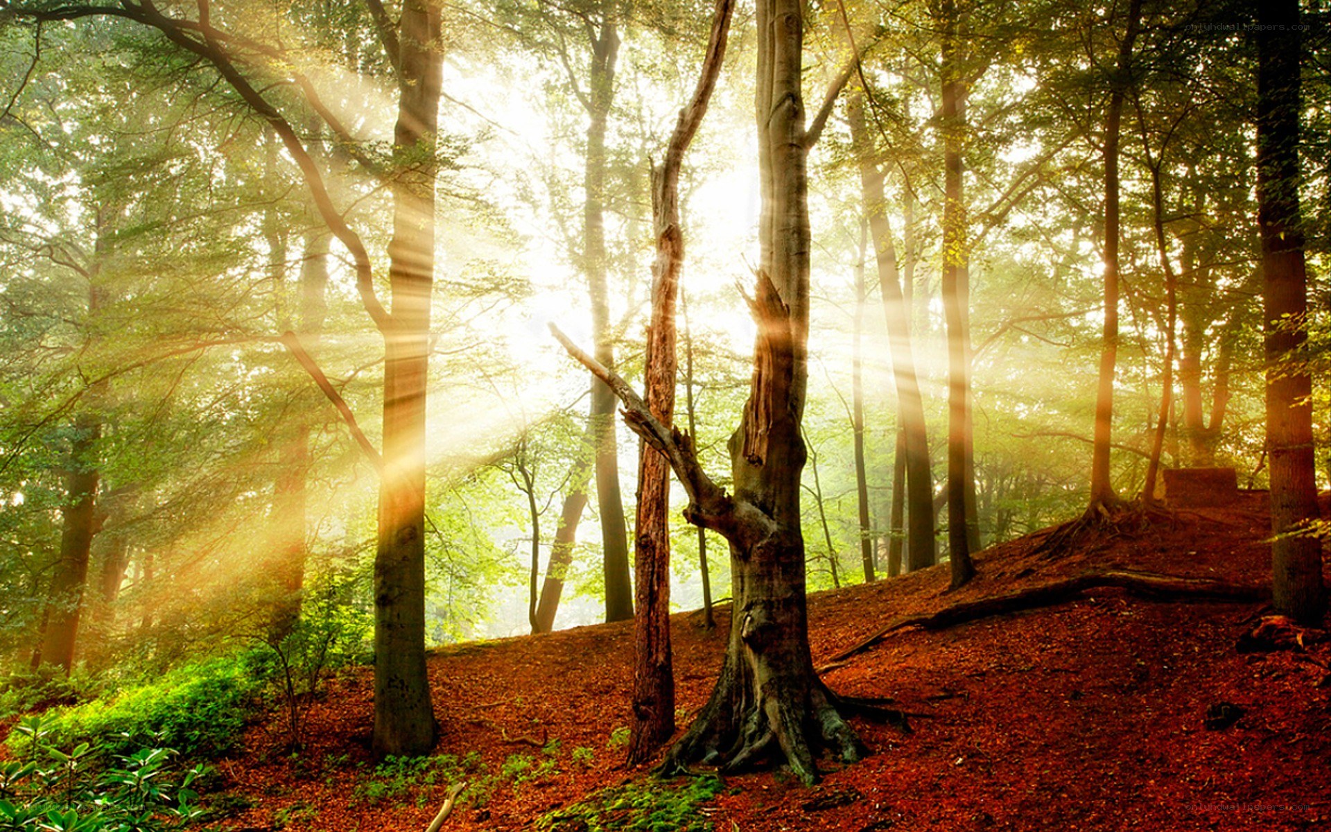 Sunlight through forest trees