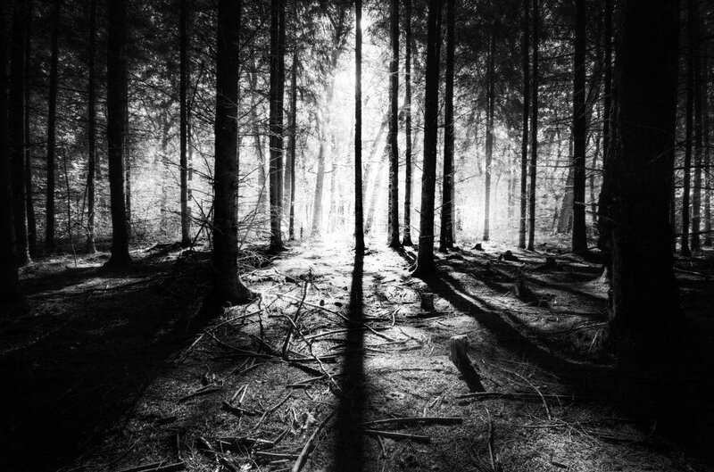 Sunlight through forest trees
