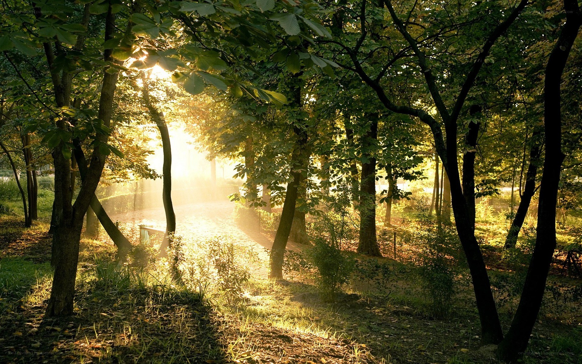 Sunlight through forest trees
